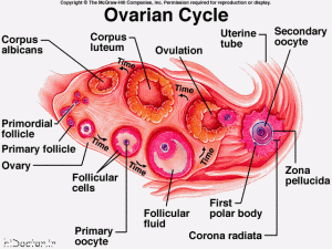 ovary photos aks tokhmdan dar zanan 1 300x225 - تاثیر کاهش وزن روی قاعدگی